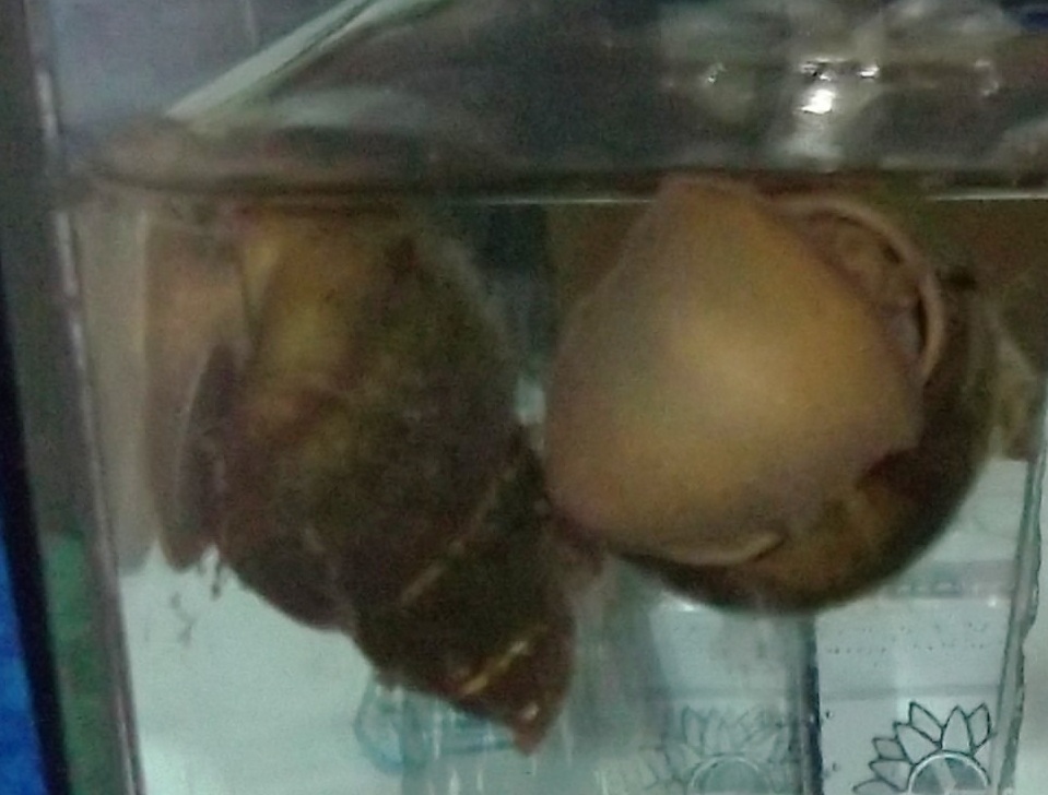 gasteropode di lago